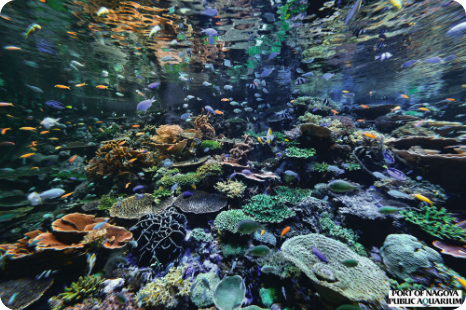 名古屋港水族館のイメージ