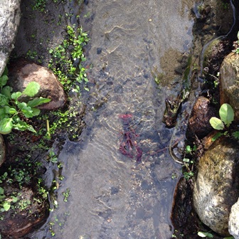 バルタン星人？