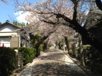 桜舞う春の日