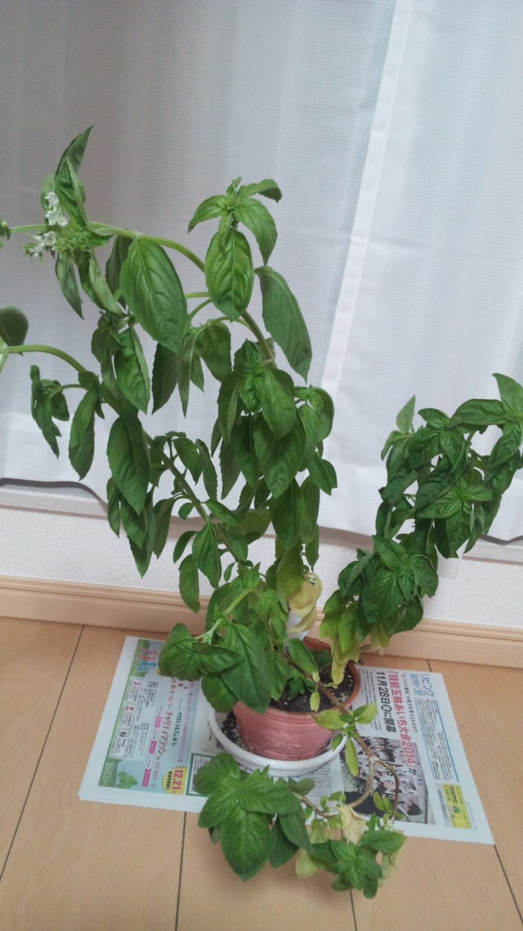 お家でイタリアン