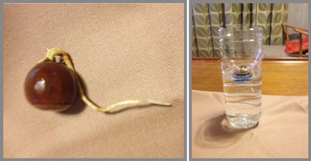 どんぐりの苗を育てる♪