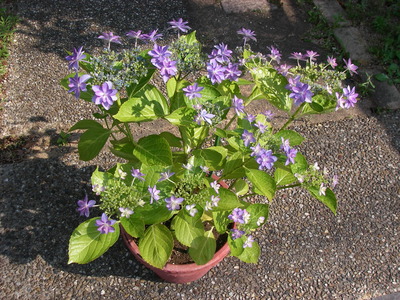 ささやかなリフォーム