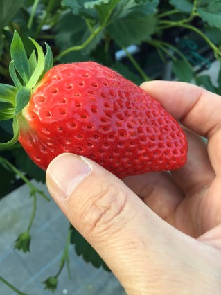 名古屋の開発物件と春を先取り