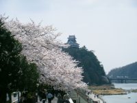 犬山城桜満開