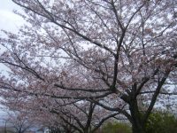 ４月の風景