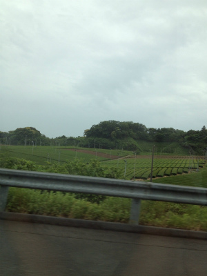 初夏の訪れin静岡