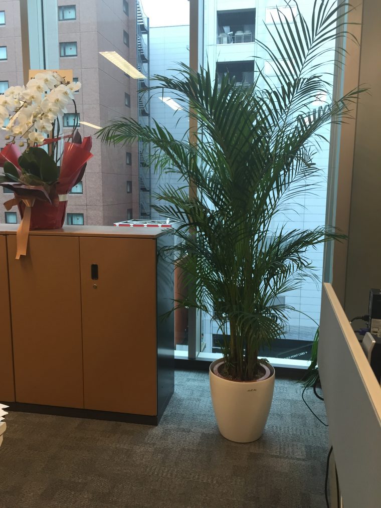 インテリアだけじゃない観葉植物の効果！