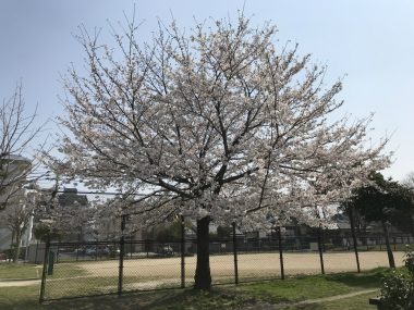 開花までもう少し