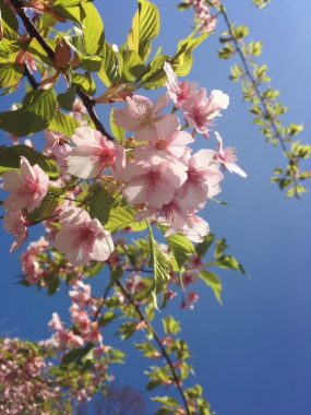 福岡市動植物園の桜