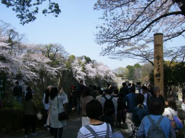 金シャチ横丁のお花見