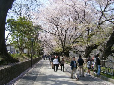 名古屋城の桜