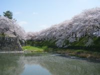 名古屋城でお花見