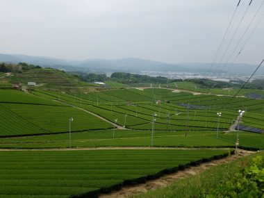 八女の茶葉園