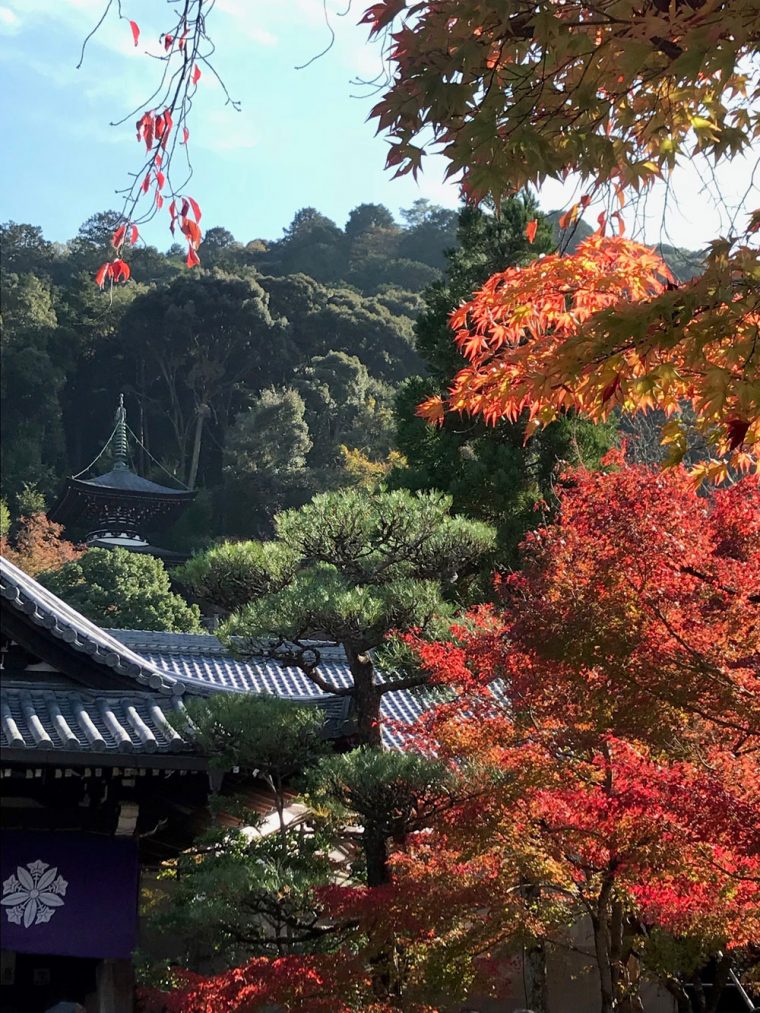 紅葉シーズン！?