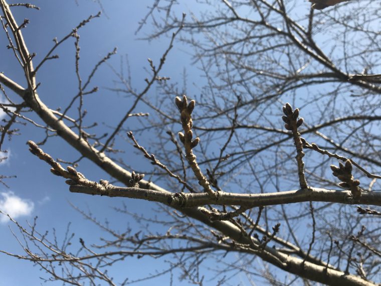 春、間近ですね！