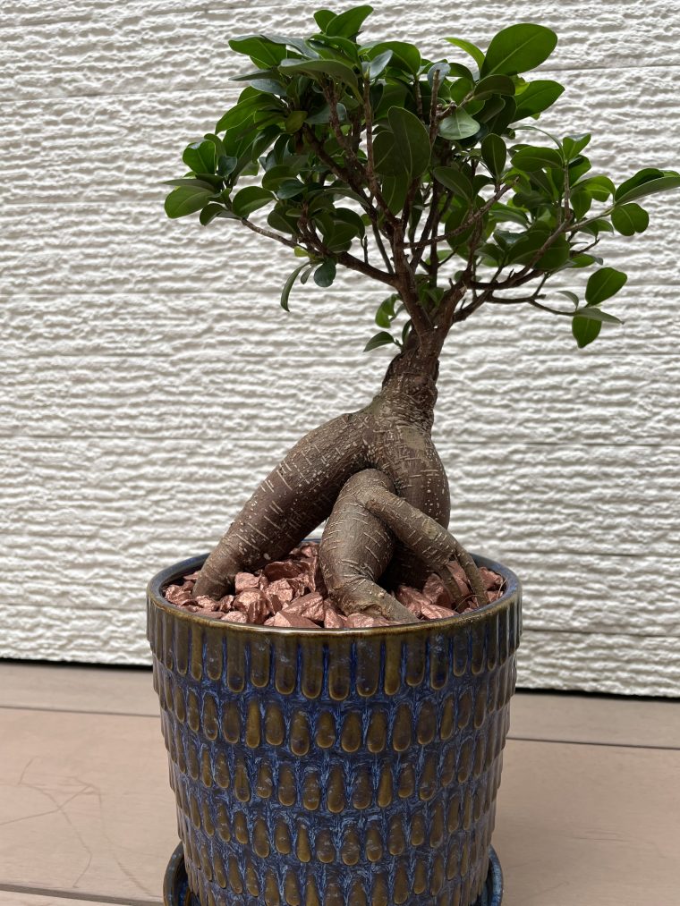 おしゃれマンションに似合う観葉植物