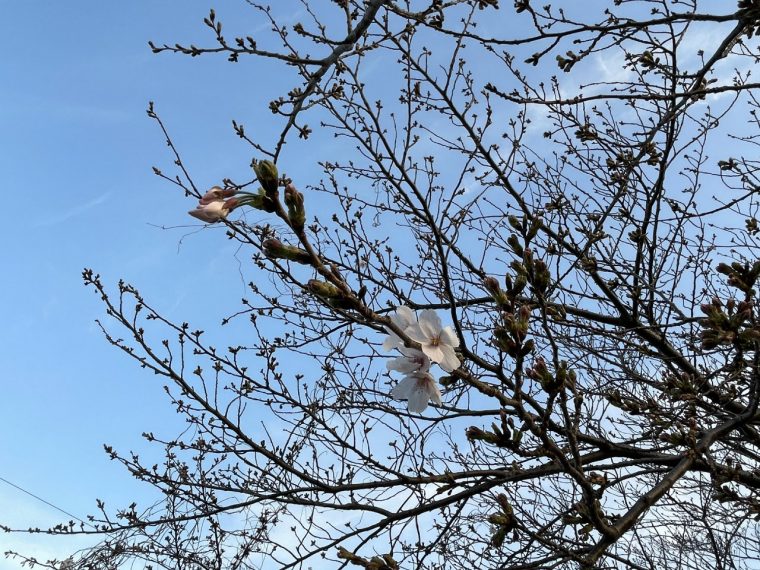 背景はぼかさずに！