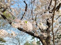 新年度と桜