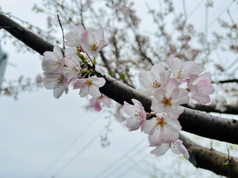 木造AP【Cherim】シリーズ、東京第1号が遂に完成!
