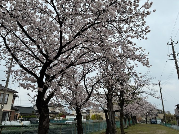 桜の季節