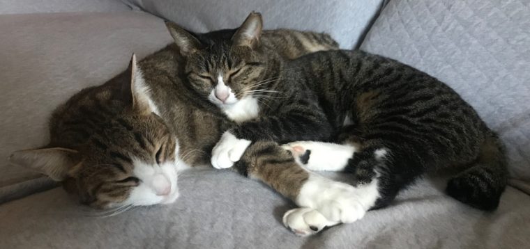 キミと共に暮らす幸せを、かたちにしました