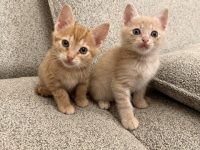 保護猫と暮らすという選択 —— 動物OKマンションでかなえる、小さくて大きな幸せ