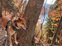 ペット共生住宅