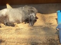 今年は午年です