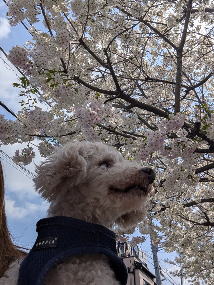 満開の桜と新年度に向けた決意