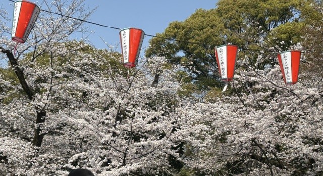 桜が告げる、新たな期のはじまり