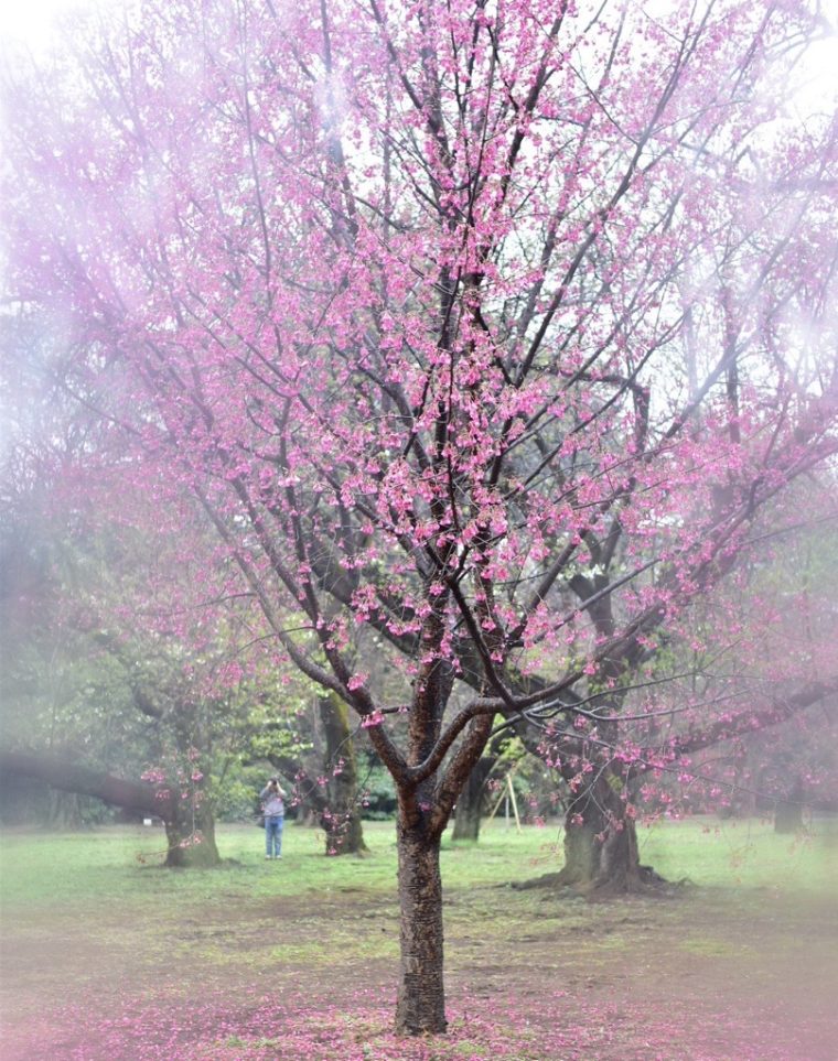 新宿御苑で感じた、ちょっとしたご縁の話