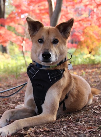 保護犬という選択