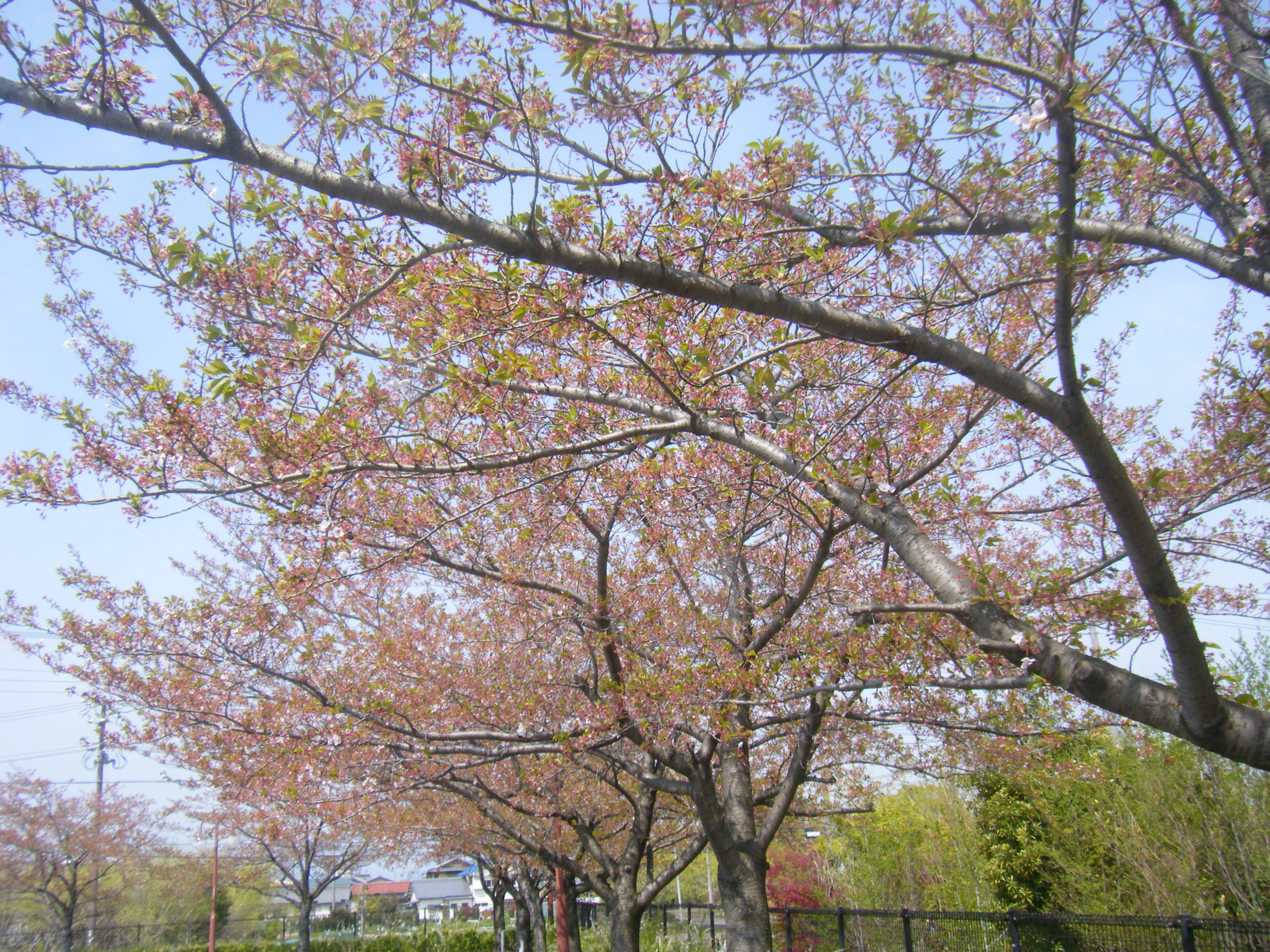 先週の桜.JPG