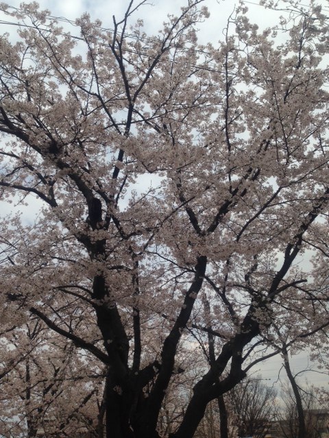 公園の桜1.jpg