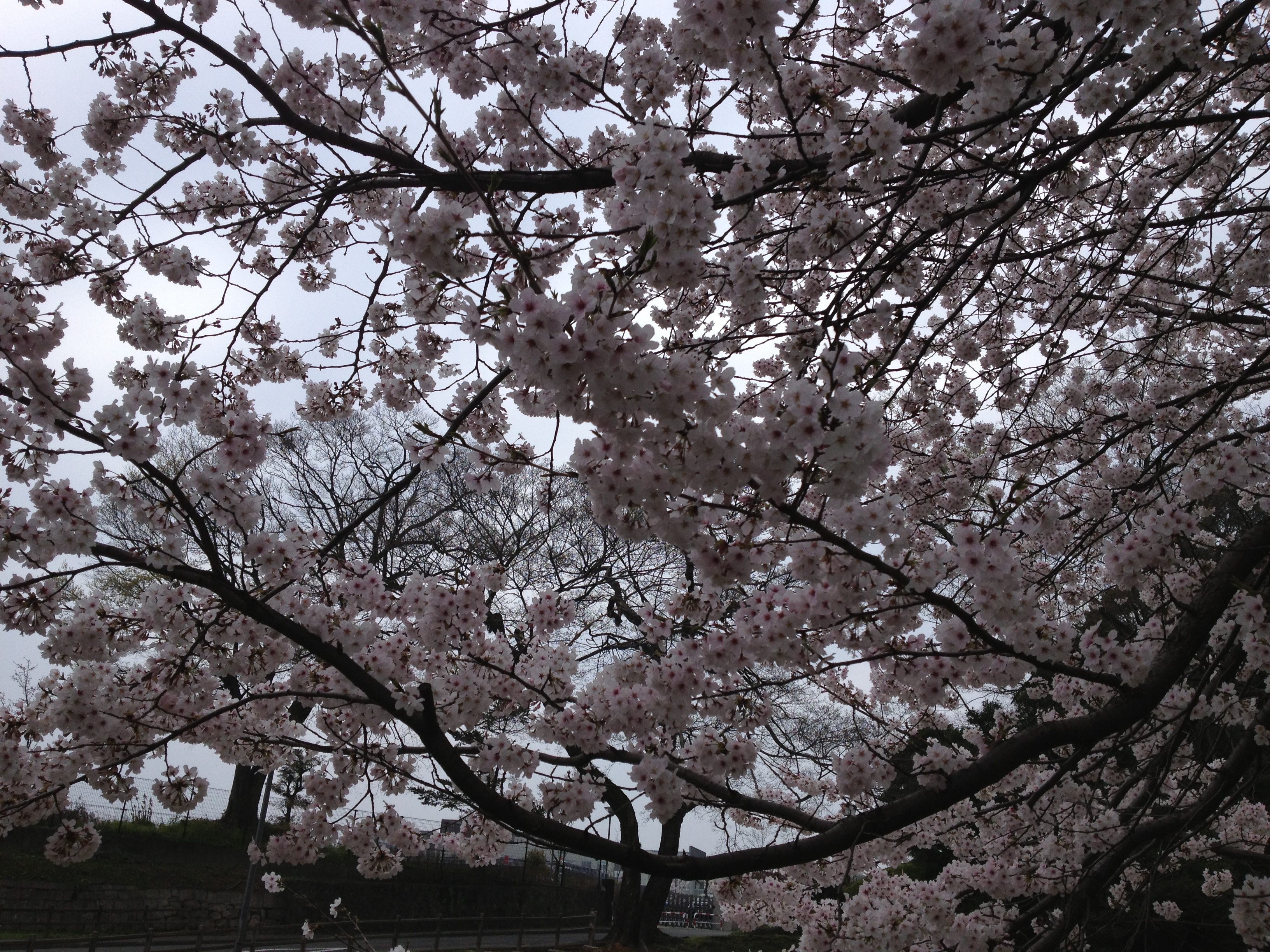 桜　熊本城 002.jpg