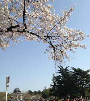 20130404sakura.jpg